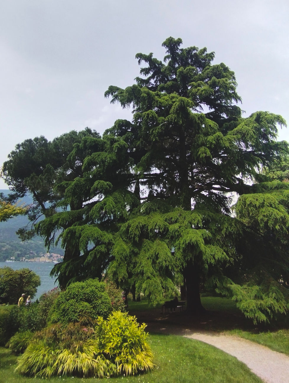 A vibrant green tree with layered branches stands in a sunlit park, surrounded by bushes and a winding path, with a lake and mountains in the background.