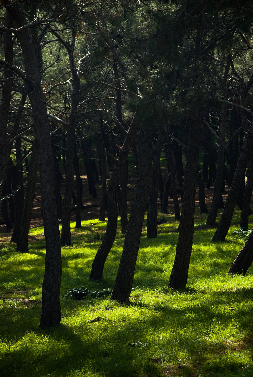 Sunlight filters through a dense forest of tall, leaning pine trees, casting shadows on the vibrant green grass below, evoking a serene, mystical atmosphere.