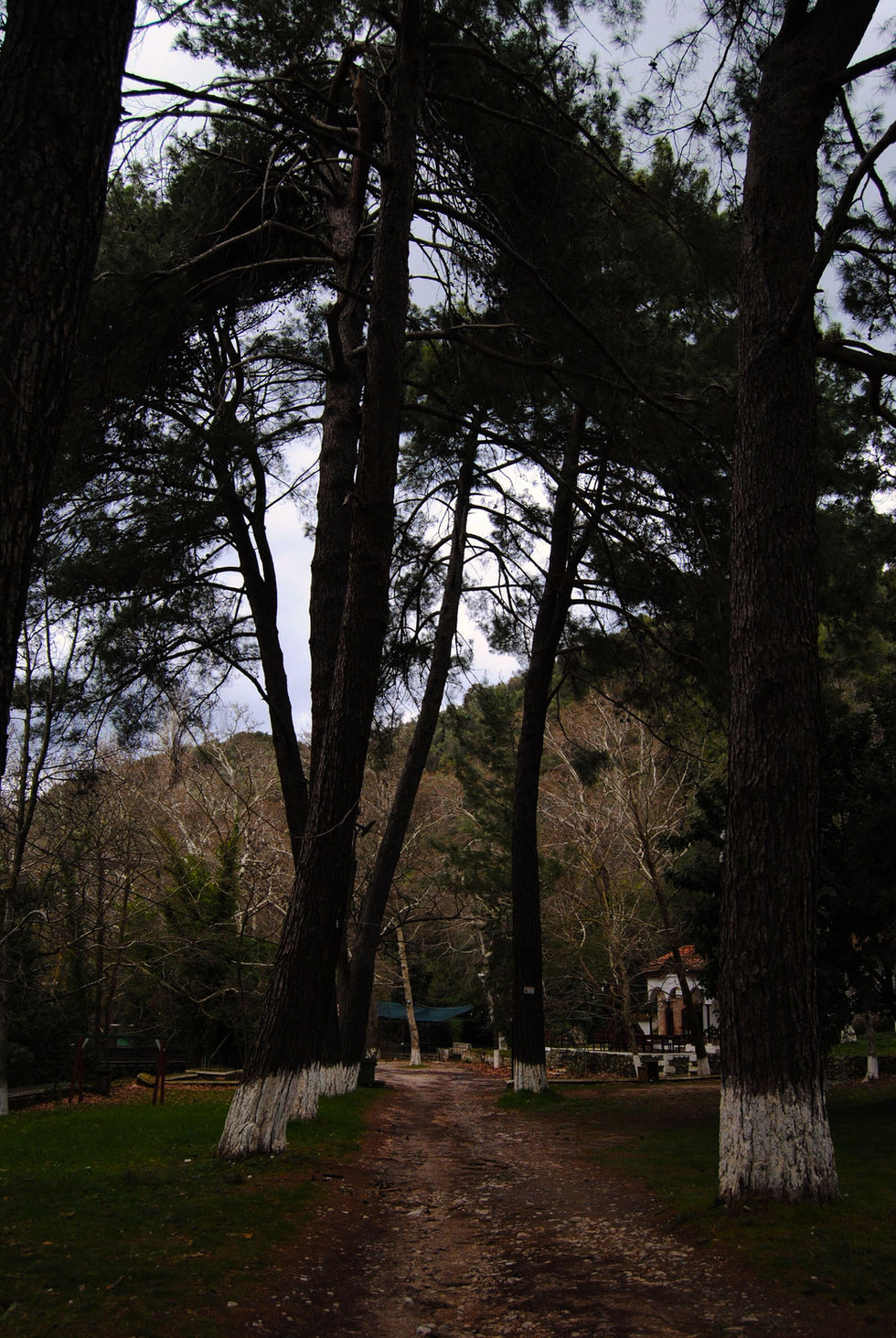 Tall pine trees line a dirt path, their dark trunks contrasting with the bright white paint at their bases. A small, rustic building is visible on the right. The scene is serene and slightly overcast.