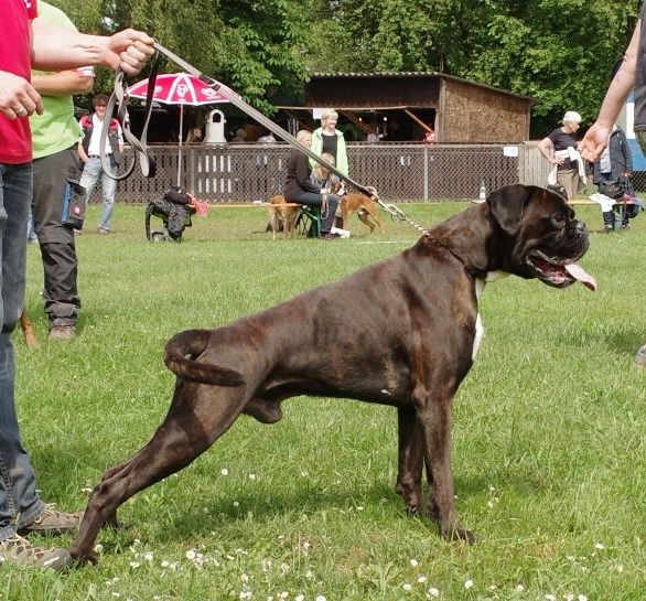 Landesgruppenausstellung Boxer 2022