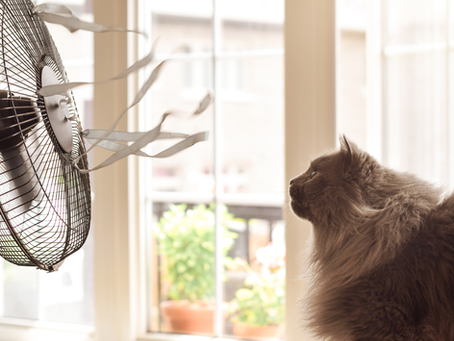 Stay Cool with Our Summer Energy-Saving Tips