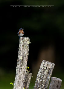 Smoky Mountiain National Park, North Carolina, Blue Birds, Logs, Perched Blue Birds, Oconaluftee Visitor Center, Cherokee 