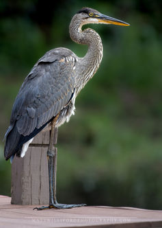 Collins Hill Park, Georgia, County Parks, Gwinnett County, Great Blue Heron, Dock, Lake