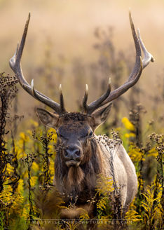 Bull Elk, Rut, Fall, September, Yellow, Antlers, Smokies, Smoky Mountains, North Carolina, National Parks, Cataloochee Valley, Wildlife Photography
