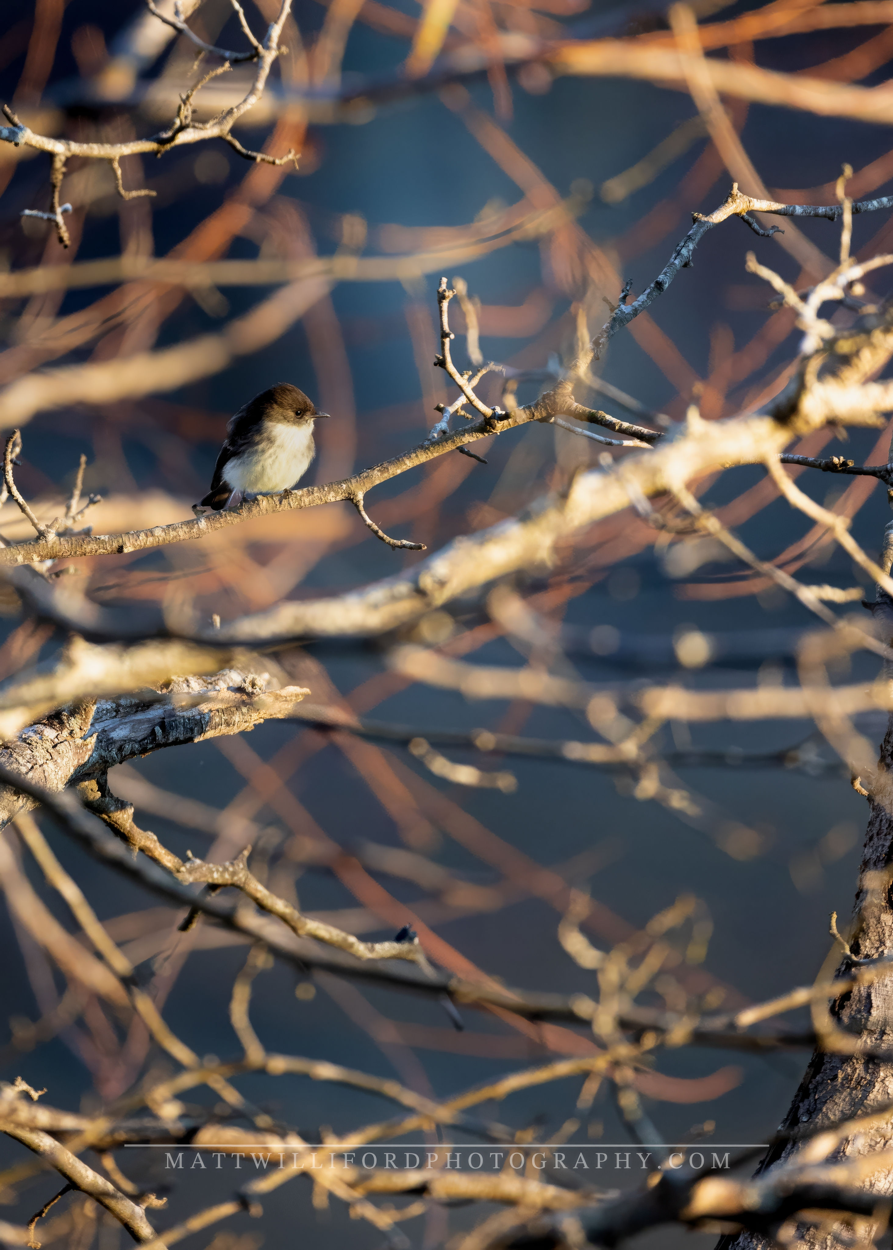 Eastern Phoebe In Golden Hour