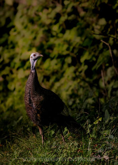 North Carolina, Great Smoky Mountain National Park, Cataloochee Valley, Turkeys, Summer, Green