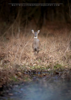 White Tail Doe, Brown Grass, Marsh, Swamp, Winter, Fall