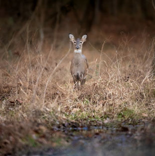 White Tail Doe, Brown Grass, Marsh, Swamp, Winter, Fall