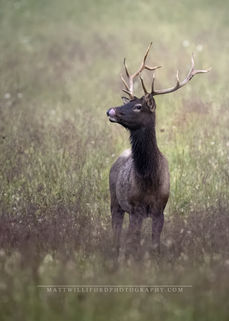 Bull Elk, Oconaluftee Visitor Center, Cherokee, North Carolina, Smoky Mountain National Park, Fall, Elk, Feilds
