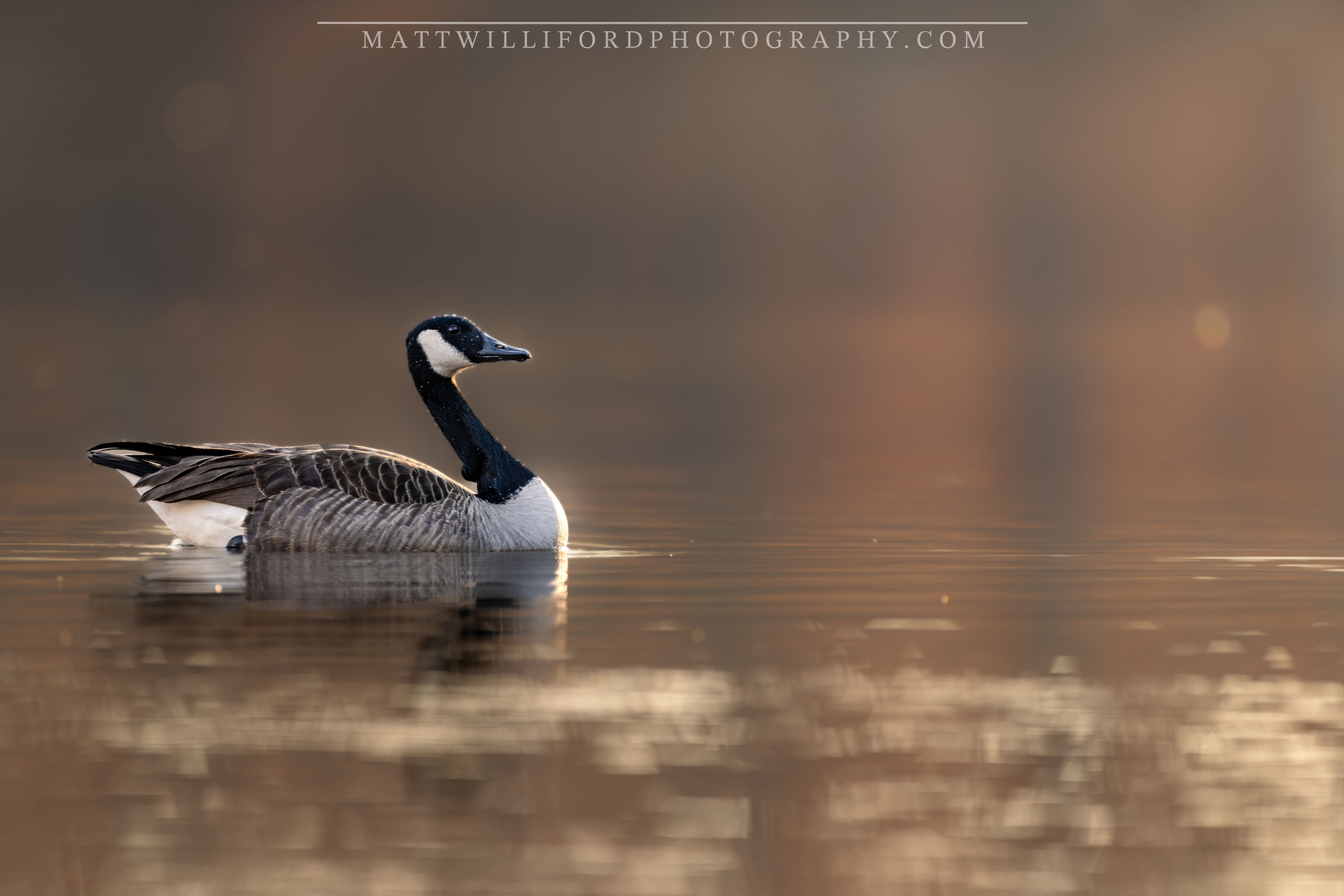 Goose In The Gold (2)