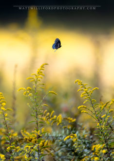 Yellow Flowers, Butterflies, Cataloochee Valley, Great Smoky Mountain National Park