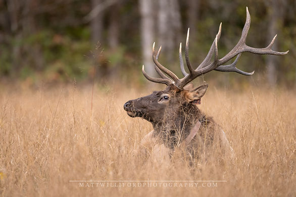 Bull Elk GSMNP.jpeg