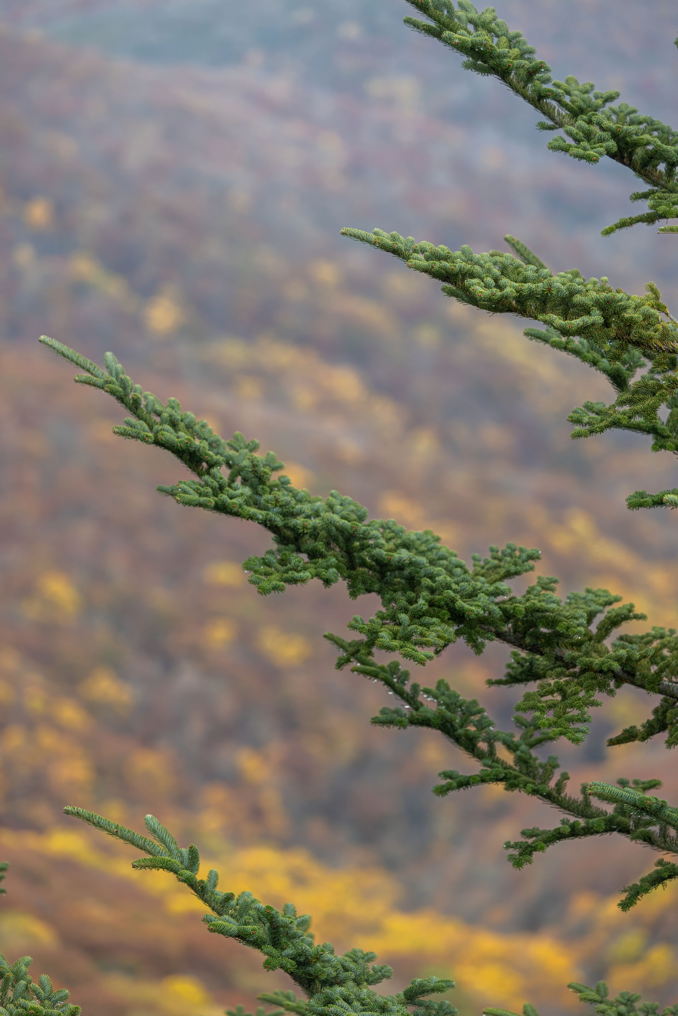 Evergreens In Hues Of Fall