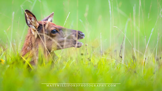 Great Smoky Mountain National Park, Cataloochee Valley, North Carolina, Elk Calf, Feilds Or Green