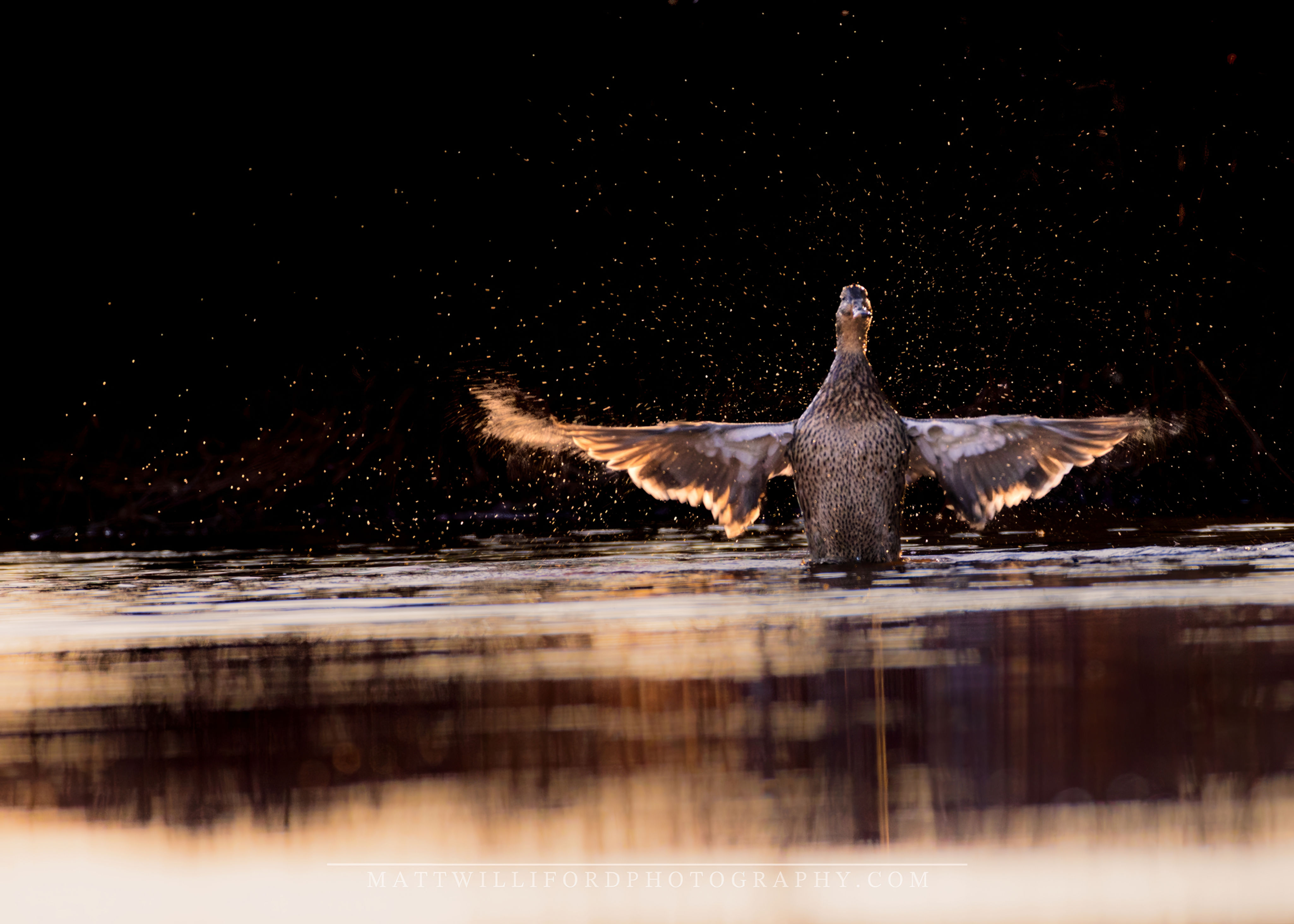 Female Mallard Bathing Sunset