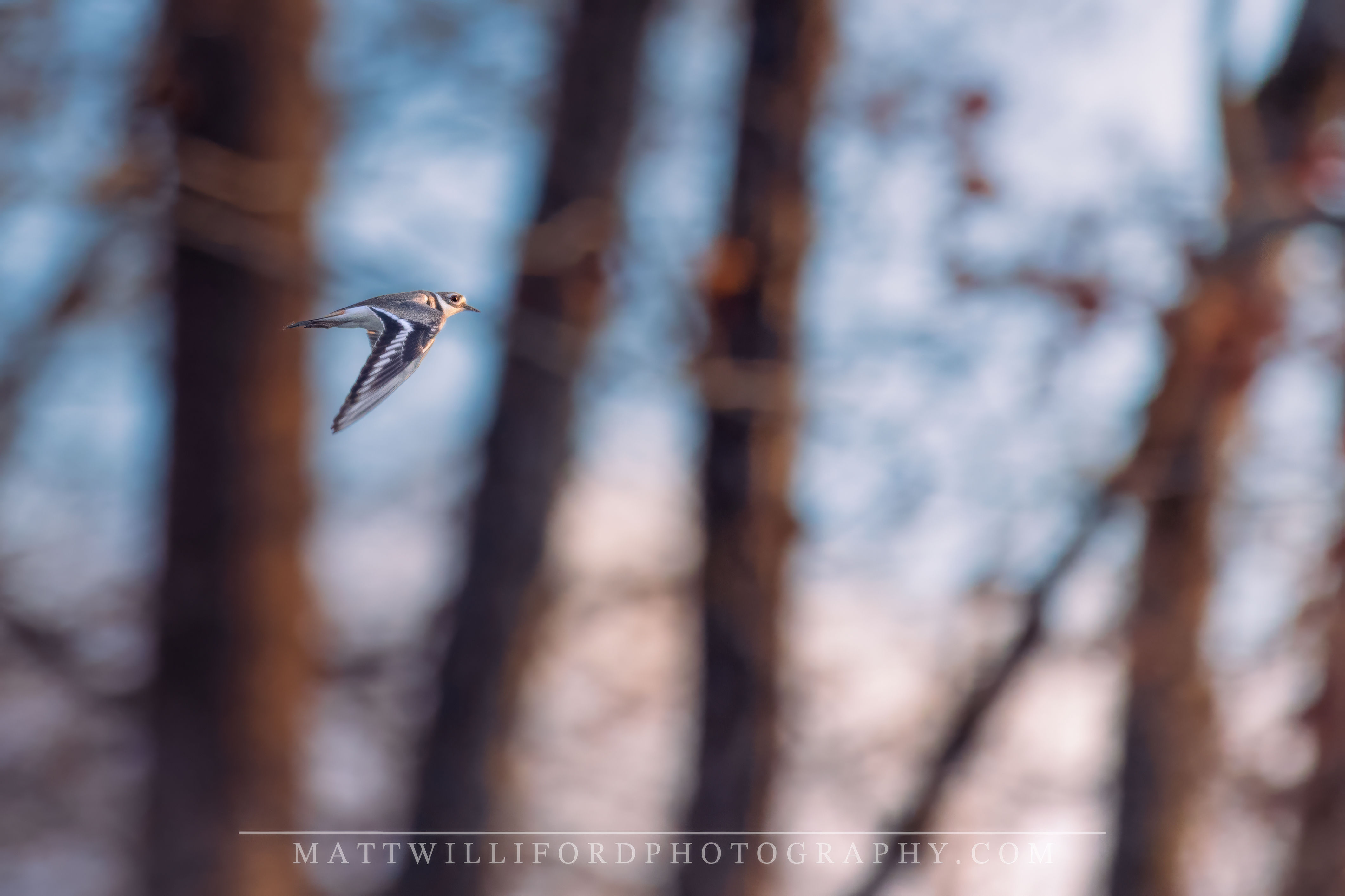 Killdeer In Flight