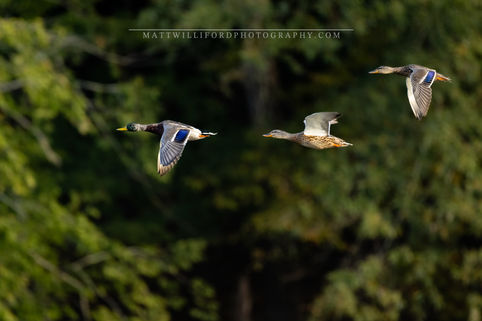 Gwinnett County, Georgia, Mallard Ducks, Mallards In Flight, Male Mallards, Female Mallards, Green Backgrounds