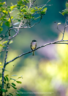 Eastern Phoebe, Fort Yargo, Georgia State Parks, Green Background, Small Birds