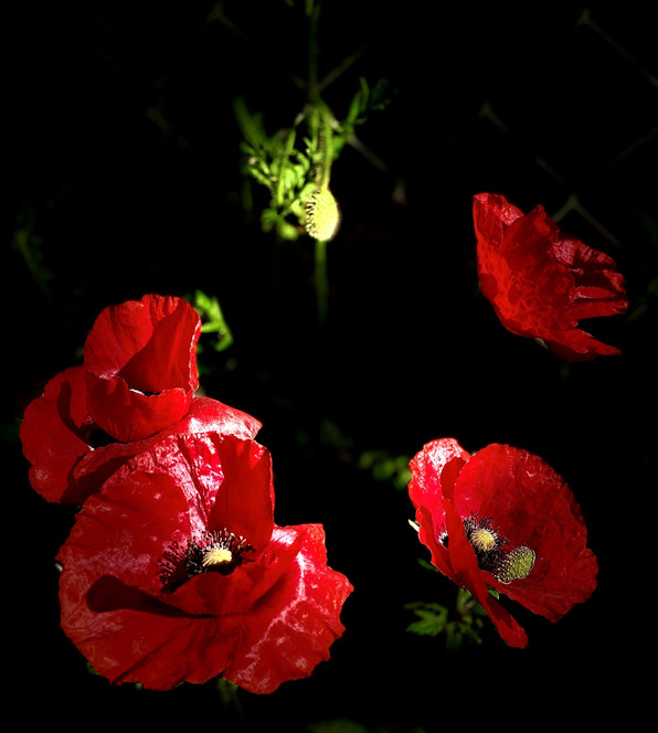 Mohn und Licht.jpeg