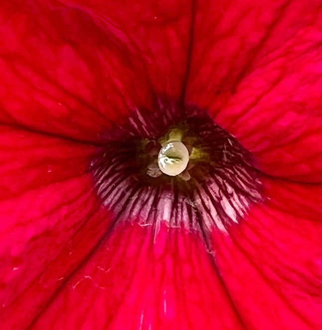 IMG_5462.jpeg
