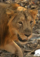 lion capturing wild.jpeg