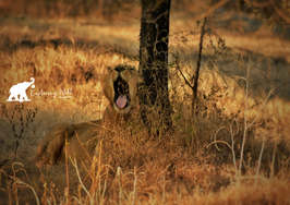 lion capturing wild.jpeg