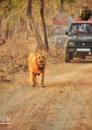 asiaticlion.jpeg