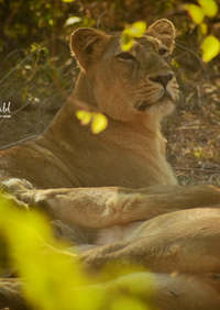 lioness capturing wild.jpeg