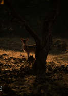 deer capturing wild.jpeg