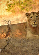 lion capturing wild.jpeg