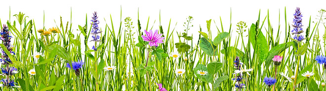 Green grass and wild flowers isolated on