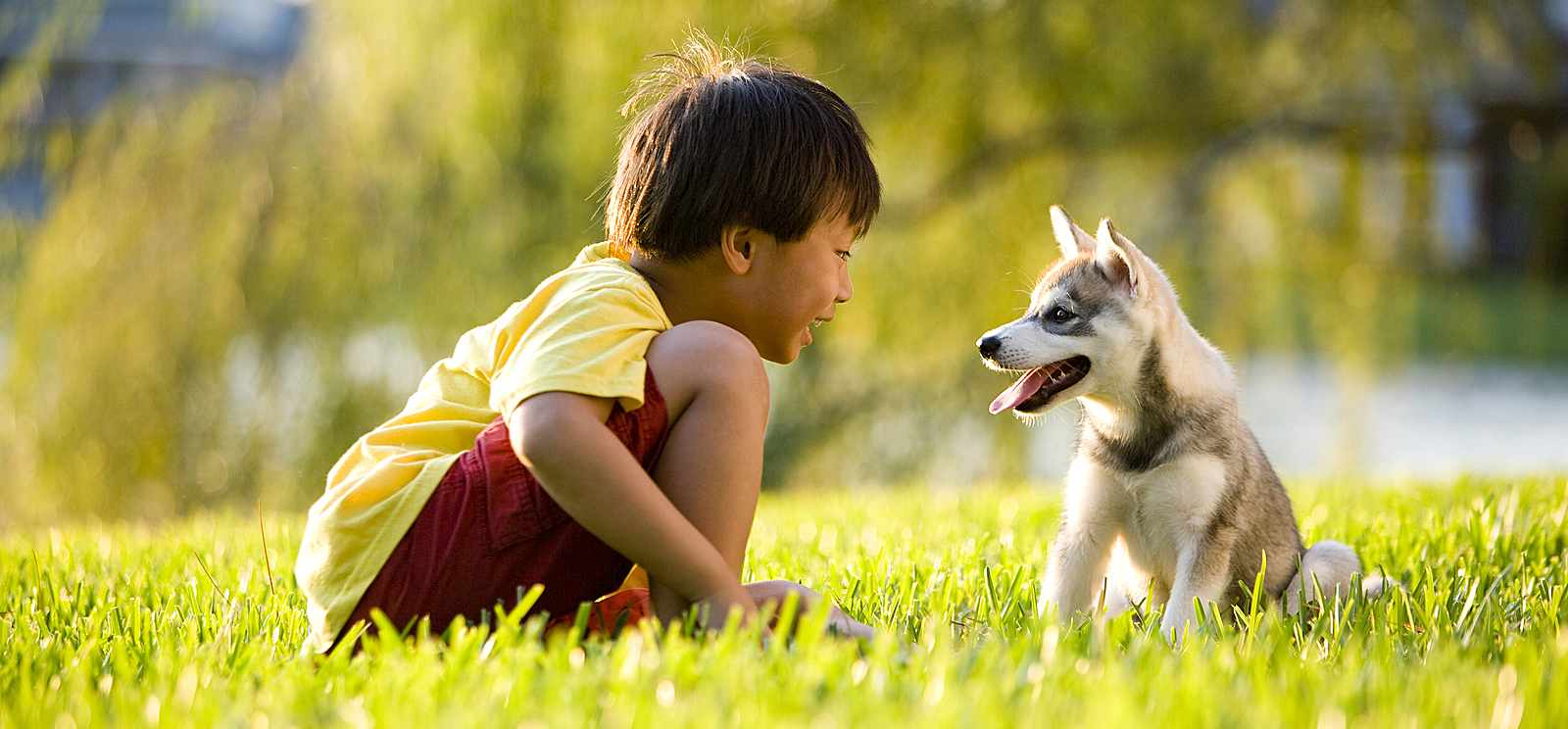 chris carr dog trainer