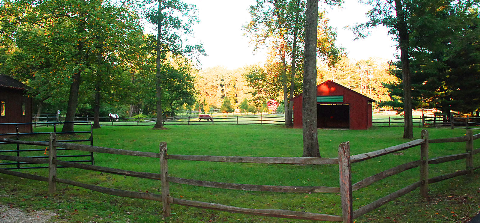 chris carr dog trainer