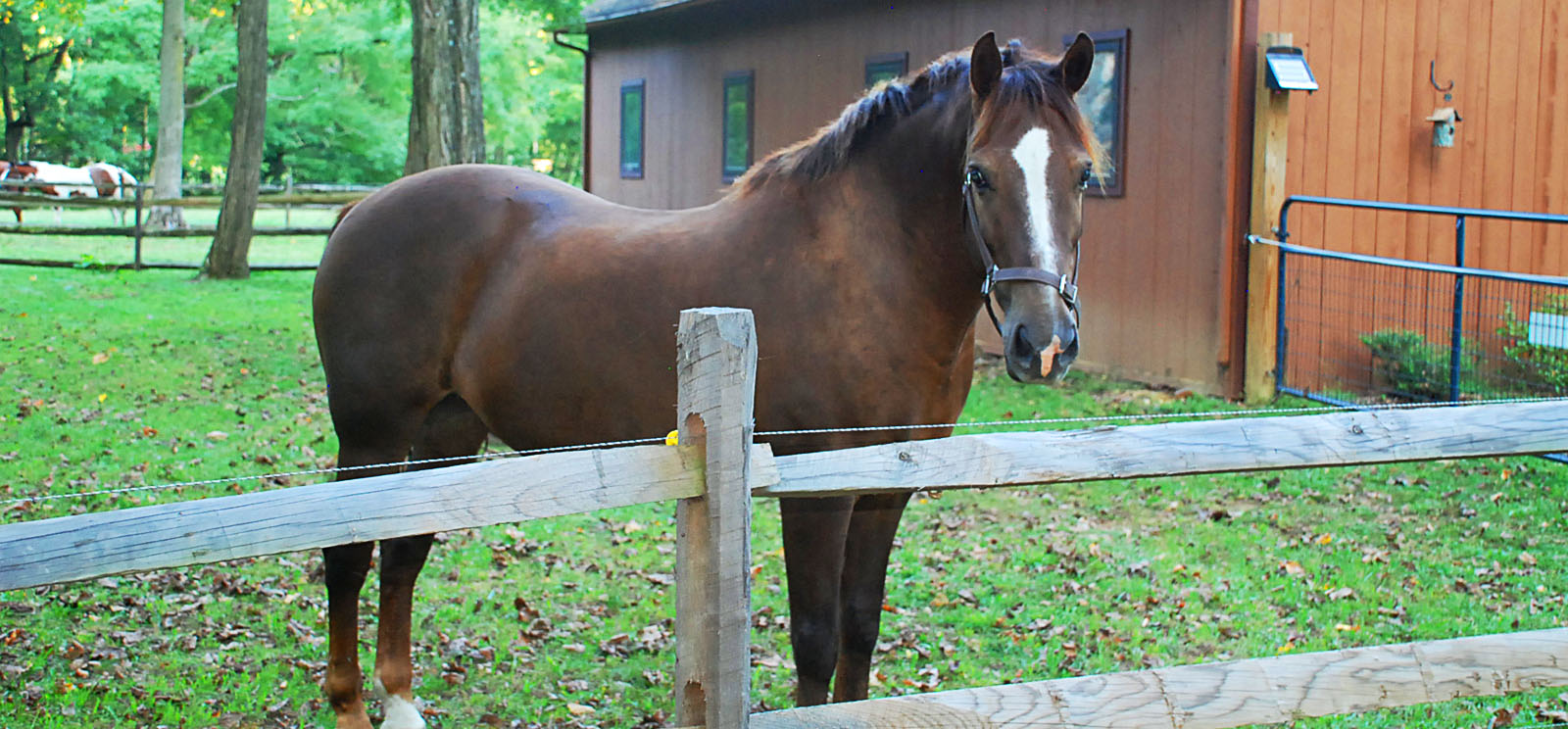 chris carr dog trainer