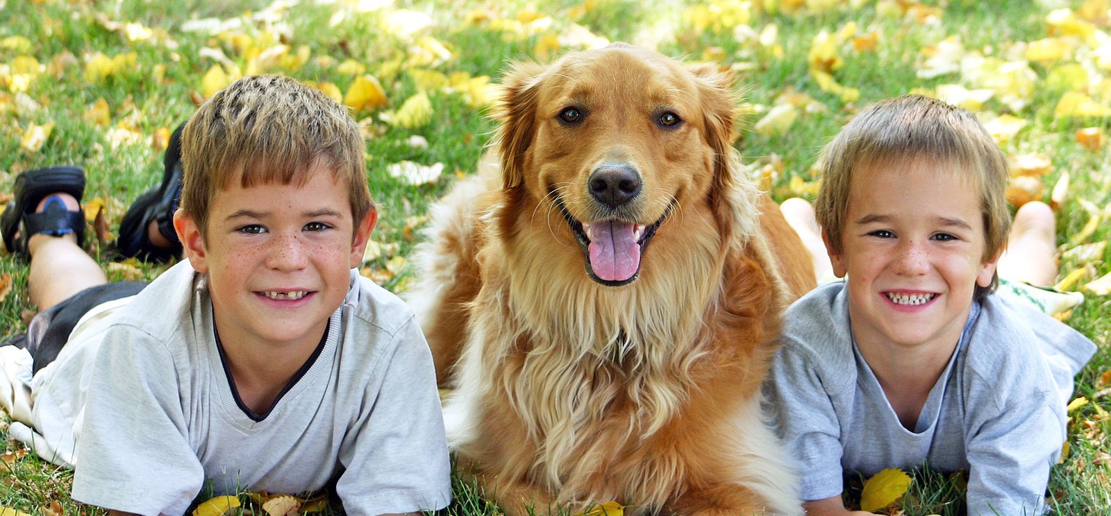 chris carr dog trainer