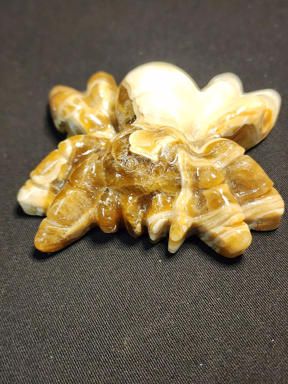 縮圖：Mexican Crazy Agate Spider 