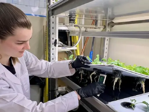 A vertical agriculture student carefully monitors plant growth in the lab at CSM's La Plata Campus. Credit: College of Southern Maryland