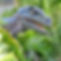 jurassic park en islands of adventure 2.jpg