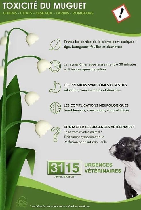 Les dangers du MUGUET pour les animaux.j