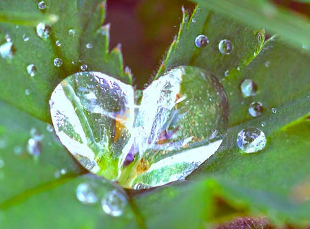 1_close-up-dew-drops-217893_ready.jpg