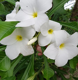 plumeria pudica.jpg