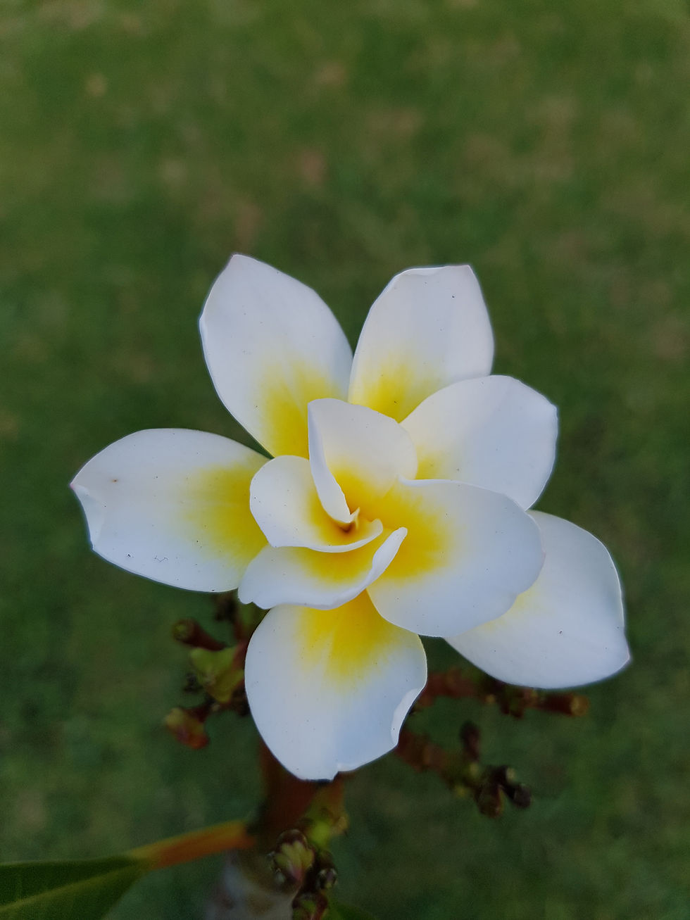 Sydney Frangipani