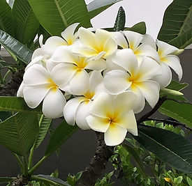 Singapore white frangipani.jpg