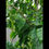 Thumbnail: Arabica coffee plant 140mm pot