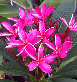 Sydney Frangipani