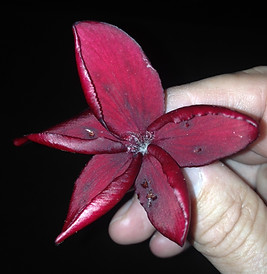 Sydney Frangipani