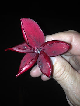 Sydney Frangipani