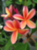 Sydney Frangipani