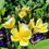 Thumbnail: Heidi Yellow Frangipani 140mm pot