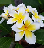 common white frangipani for sale